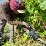 La DO Empordà preveu una verema amb menys producció però amb un raïm de qualitat Verema do empordà