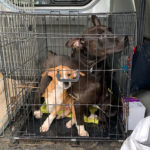 El Consell Comarcal retira els gossos de la protectora de Figueres amb una ordre judicial i els traslladarà a Albons Gossera Figueres Albons Gossos - Imatge ACN