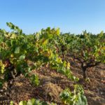 De la terra a la copa. Visitant els remences del segle XXI a Mas Molla