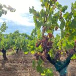 El Baix Empordà rebrà prop de 100.000 euros en ajuts a la producció agrària ecològica