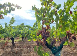 El Baix Empordà rebrà prop de 100.000 euros en ajuts a la producció agrària ecològica