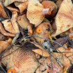 La collita de bolets al Baix Empordà, un destí incert