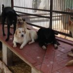 Plantegen traslladar a Albons, els animals de la gossera de Figueres