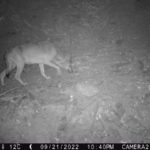 privat:-detecten-la-presencia-d’una-lloba-a-l’alt-emporda,-la-primera-en-setze-anys-a-catalunya