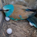 El gaig blau compta amb 47 parelles i 151 polls nascuts a l’Empordà Gaig Blau en un niu al Parc Natural del Montgrí