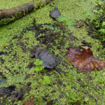 Alliberen 10 exemplars de tortuga d’estany a la zona del Baix Ter tortugues ter