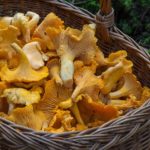 Els Bombers auguren un augment de rescats per la bona temporada de bolets