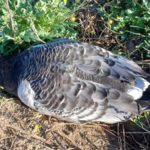 Un caçador furtiu mata tres oques protegides a l’estany de Pals