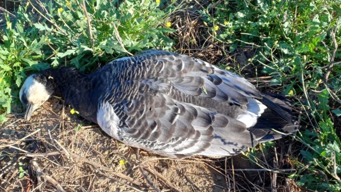 oca de galta blanca