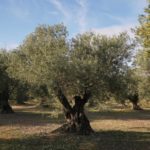 La DOP Oli de l’Empordà apunta a un augment de la producció i la qualitat de l’oli respecte la collita de l’any passat oli de l'empordà