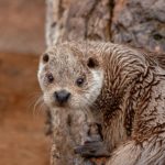 El rescat de la llúdriga de Platja d’Aro i per què cada cop n’anirem trobant més