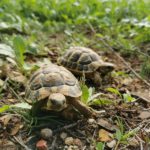 privat:-reintroduides-mes-de-2.800-tortugues-mediterranies-al-medi-des-del-gener