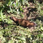 privat:-alliberen-cinc-turons-europeus-al-baix-ter-per-contribuir-a-la-recuperacio-de-l’especie