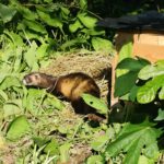 Alliberen 5 turons europeus al Baix Ter per mirar de recuperar l’espècie alliberament turó