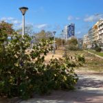 Palamós es planteja desplaçar el carril bici del passeig del Mar per evitar talar una fila d’arbres tala arbres palamós