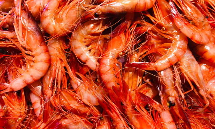 gamba de Palamós