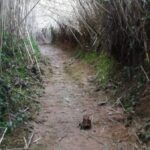 privat:-actuacions-de-neteja-i-desbrossada-de-la-llera-urbana-del-daro-i-dels-recs-periurbans