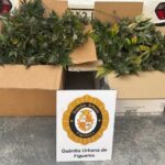 privat:-la-guardia-urbana-de-figueres-desmantella-un-cultiu-de-marihuana-amb-200-plantes