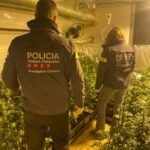 Detenen 2 persones i desmantellen dues plantacions de marihuana a la Pera i a Tordera