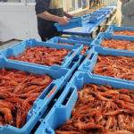 L’Estat tanca els caladors de gamba de tot el litoral i només permetrà pescar-ne per Nadal a compte de la quota del 2025 gamba Palamós