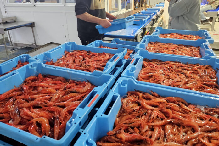 gamba Palamós
