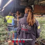 Detenen un home a Castell-Platja d’Aro que tenia una plantació amb 402 plantes de marihuana i 464 esqueixos Detenció home plantació de marihuana Castell-Platja d'Aro