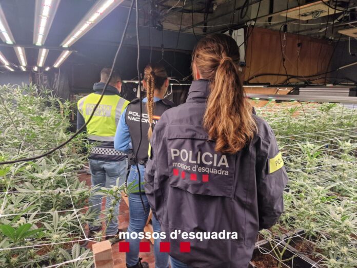 Detenció home plantació de marihuana Castell-Platja d'Aro