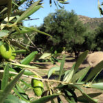 Els productors d’oli reclamen al Parlament avançar en la modernització del regadiu per garantir el futur del sector oli producció