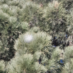 privat:-informacio-sobre-la-processionaria