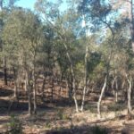 privat:-finalitzats-els-treballs-de-millora-forestal-a-la-finca-de-can-puig-de-fitor