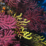 Un estudi fet a les Illes Medes evidencia l’eficàcia d’una nova tècnica per restaurar boscos de gorgònies estudi gorgònies ceab csic blanes