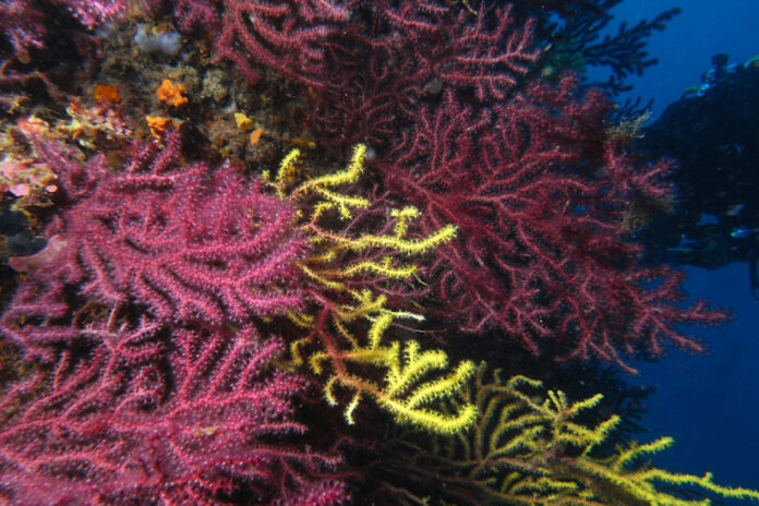 estudi gorgònies ceab csic blanes