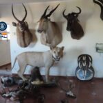 Requisen 135 trofeus d’animals dissecats a Platja d’Aro, entre els quals un lleó animals dissecats