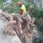 Palafrugell impulsa diverses intervencions per controlar espècies invasores Control de flora i fauna invasora Palafrugell
