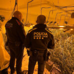Els Mossos detenen un home que tenia 230 plantes de marihuana en una casa de dues plantes a Begur begur droga