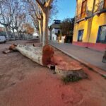privat:-l’ajuntament-de-la-bisbal-d’emporda-inicia-la-replantacio-d’arbres-al-passeig-marimon-asprer