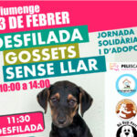 privat:-sosdogs-girona-organitza-una-desfilada-de-gossets-sense-llar-al-nou-santuari-dels-angels