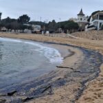 El fenòmen de les “barquetes de Sant Pere” arriba al litoral palamosí barquetes de sant pere a palamós