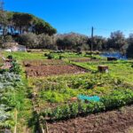 Palamós ofereix una desena de parcel·les d’horts a la finca municipal de Can Pere Tià Palamós horts de Can Tià