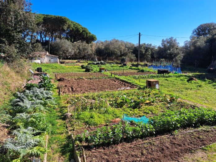 Palamós horts de Can Tià