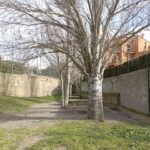 Begur actua per la seguretat: tala d’arbres en risc a l’Escola Doctor Arruga