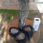 Recullen més de 31.000 taps de suro recollits en una prova pilot de reciclatge a Palafrugell i Cassà de la Selva Recollida_taps de suro