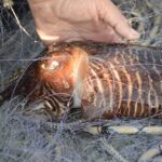 Impulsen una nova veda de sèpia per aquest mes de febrer per protegir la reproducció de l’espècie a la Costa Brava veda pesca sèpia