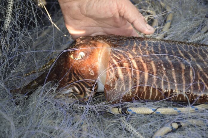 veda pesca sèpia