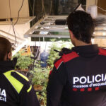 Detenen a Calonge el responsable d’un cultiu amb 6,2 quilos de marihuana seca, 459 plantes i diverses armes