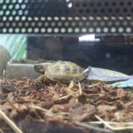 La Guàrdia Civil investiga 2 botigues d’animals de Platja d’Aro i Salt per vendre de manera il·legal espècies protegides espècies protegides