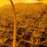 Un detingut, una escopeta requisada i un cultiu amb més de 270 plantes de marihuana desmantellat a la Bisbal d’Empordà