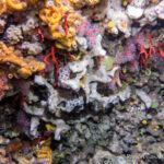 Un estudi confirma que el corall vermell confiscat a furtius que es va trasplantar a les Medes sobreviu deu anys després corall vermell