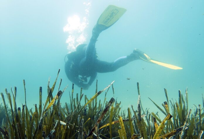 Palamós curs snorkel i busseig