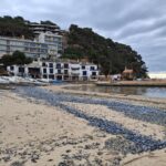 Palafrugell retira les ‘barquetes de Sant Pere’ de les seves platges Llafranc- barquetes de Sant Pere -3